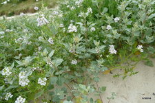 Arroche et roquette 