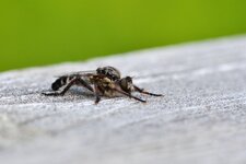 Cyrtopogon sp.?