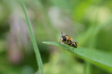 Asilidé sp.