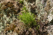Asplenium septentrional - sous réserve