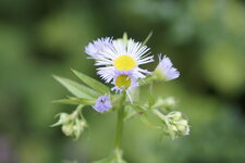 Aster sp. - sous réserve