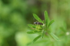Athous haemmorrhoidalis