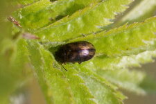Attagenus sp. - sous réserve
