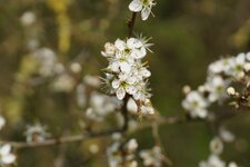 Aubépine