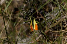 Aurore de Provence