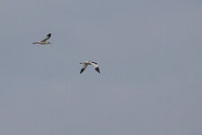 Avocettes élégantes
