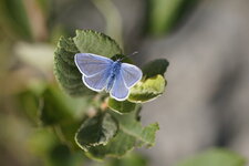 Azuré de la bugrane - Argus bleu