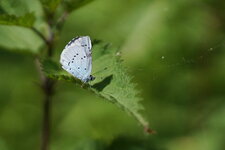 Azuré des nerpruns
