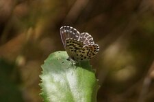 Azuré des Orpins