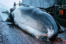 Baleine bleue