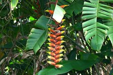  Héliconia rostré - Héliconia rostrata. 