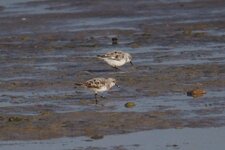 Bécasseau sanderling