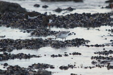 Bécasseaux sanderling