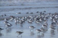 Bécasseaux sanderling