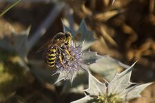 Bembix rostrata sur fleur de Panicaut maritime