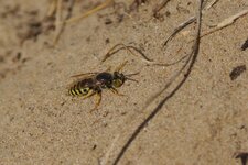 Bembix rostrata