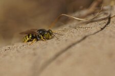 Bembix rostrata