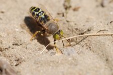 Bembix rostrata (Linnaeus, 1758)