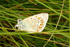 Azuré de la Bugrane