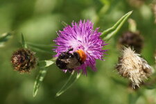 Bombus confusus - sous réserve