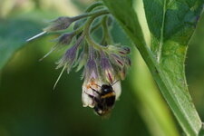 Bombus sp.