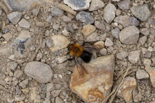 Bombus hypnorum - sous réserve