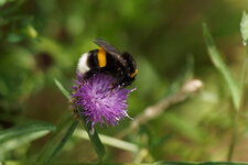 Bombus sp.