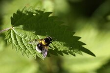 Bombus sp 