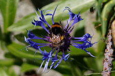 Bombus sp. sur Bleuet