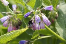 Bombus sp sur une consoude officinale
