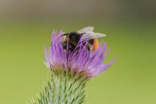 Bombus sp.