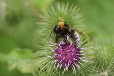 Bombus sp. sur fleur de Bardane