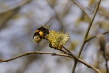 Bombus terrestris