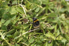 Bombus terrestris - sous réserve