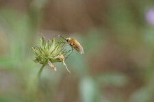 Bombyle sp.