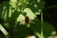 Le Petit Bombyle