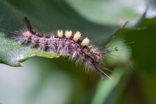 Bombyx étoilé Orgya antiqua