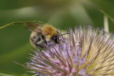 Bourdon sp.