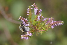 Bourdon sur une fleur de Calune sp.