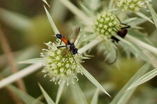 Brachypalpoides sp. - sous réserve