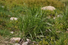 Brachypodium sp.