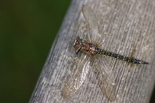 Brachytron pratense femelle...morte noyée !