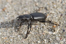 Broscus cephalotes (Linnaeus, 1758)