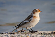 Bruant des neiges / Plectrophane des neiges / Plectrophenax nivalis