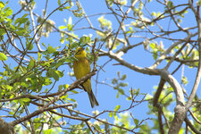 Bruant jaune