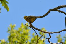 Bruant jaune