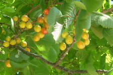 Cerises 