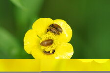 Bythurus sp.