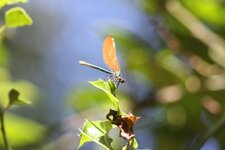 Calopteryx splendens - femelle
