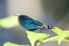 Calopteryx splendens - mâle
